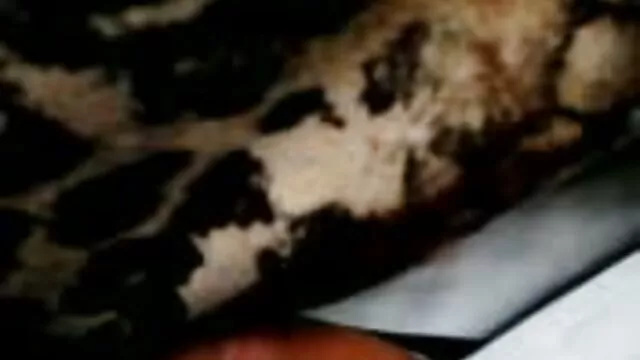 成熟した70歳の吊りおっぱいとお尻にボール吸いプッシーと長い若い黒のメンバー アダルト 動画 女の子 向け